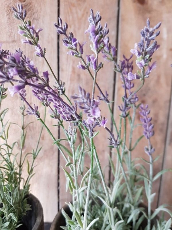 LAVENDEL i Potte