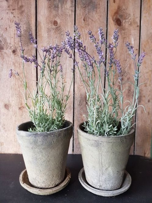 Hovedbilde LAVENDEL i Potte