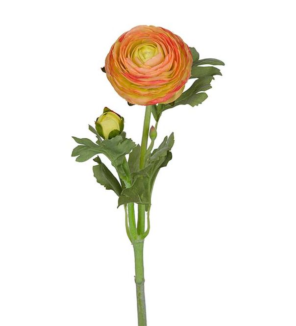 Hovedbilde KVIST Ranunkel Rosa