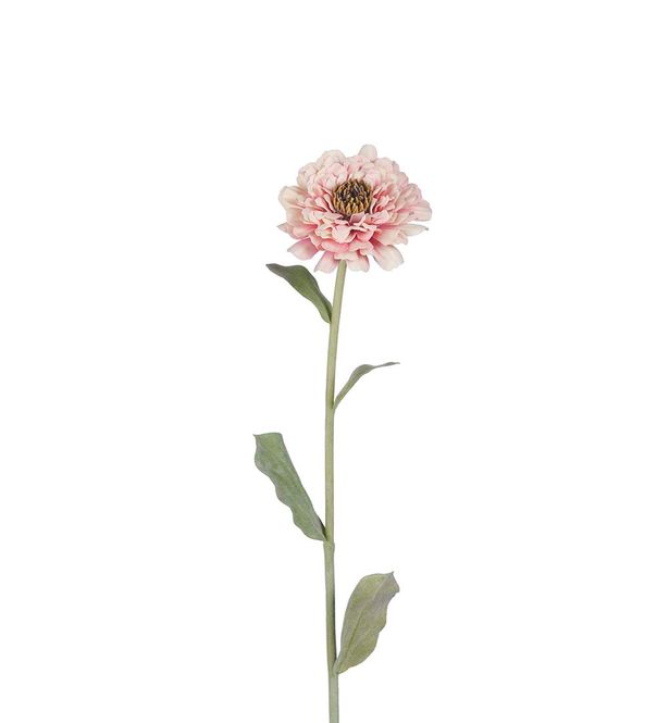 Hovedbilde KVIST Zinnia Rosa