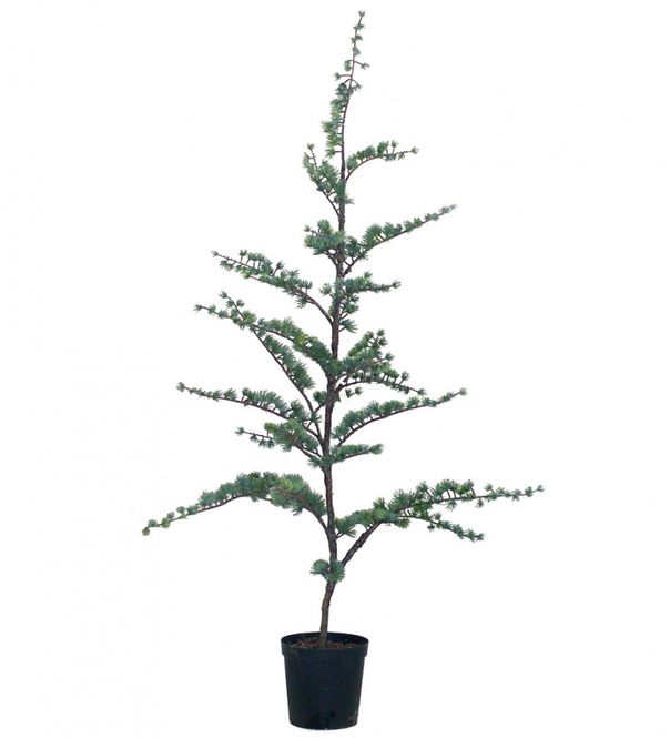 Hovedbilde CEDERTRE 80cm