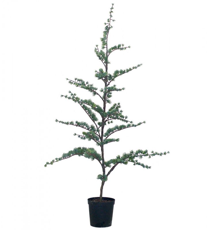 CEDERTRE 80cm