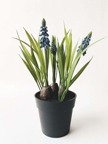 Hovedbilde PERLEBLOMST Evigvarende