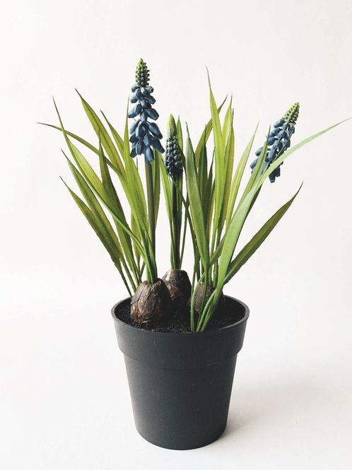 Hovedbilde PERLEBLOMST Evigvarende