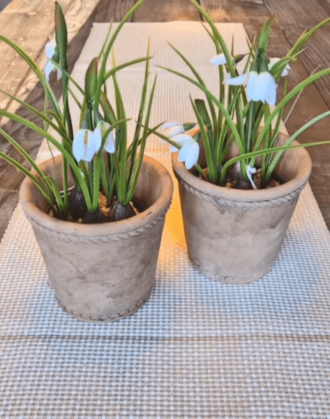 Hovedbilde SNØKLOKKER Evigvarende