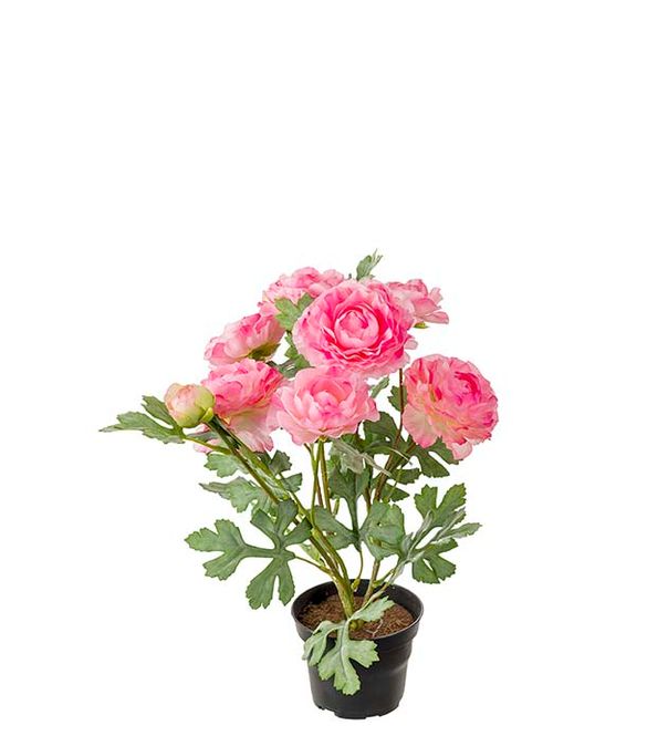 Hovedbilde RANUNKEL  i Potte Rosa