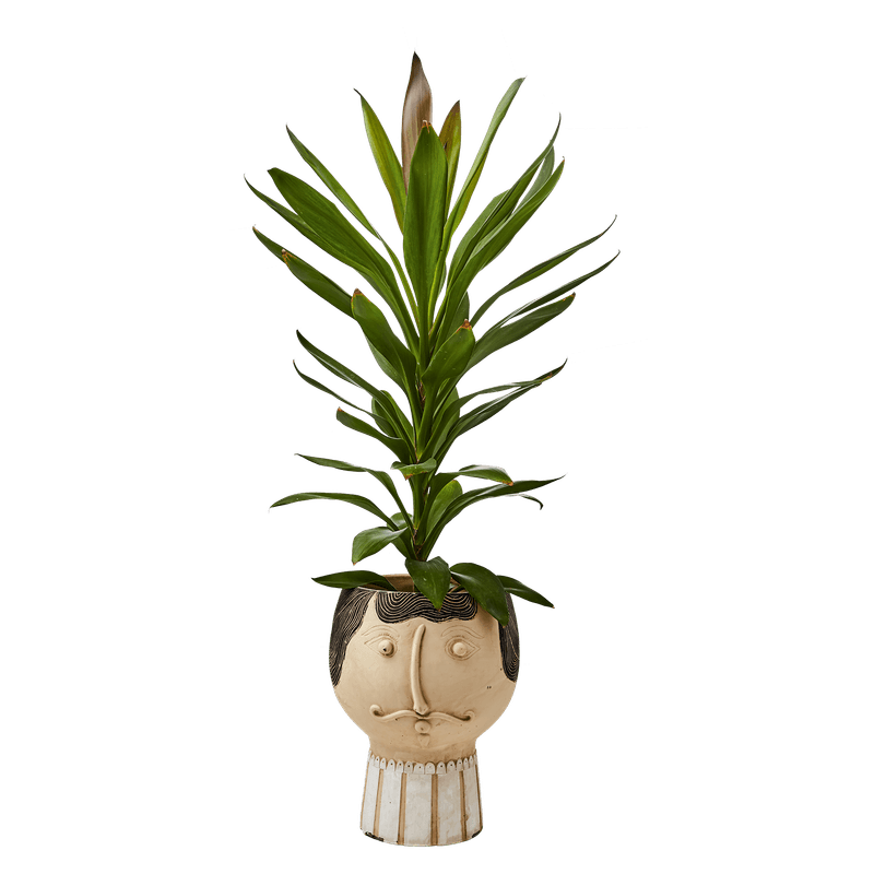 KRUKKE Camille Beige/Svart