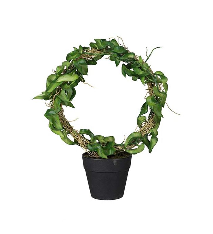 HOYA Grønn