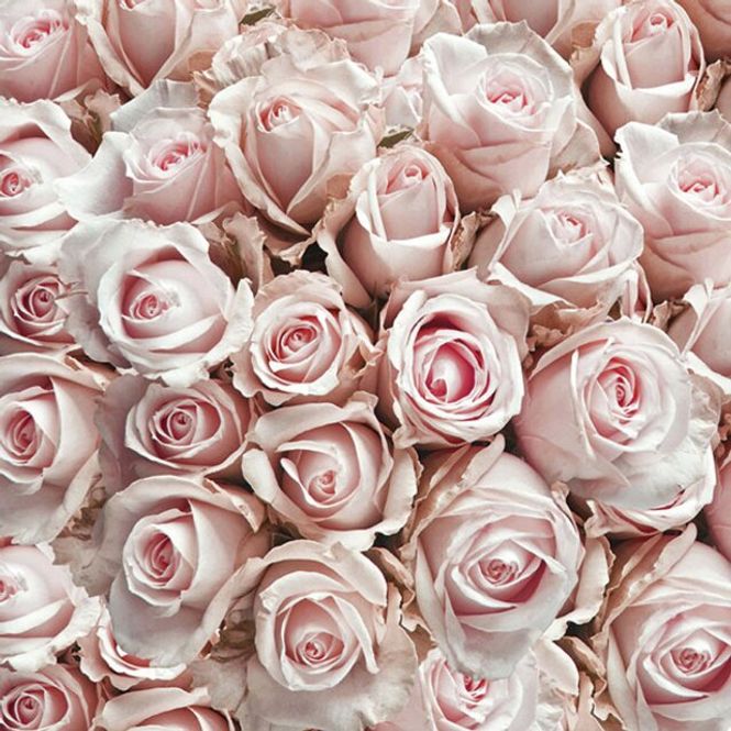 Hovedbilde SERVIETT Lunsj Pastel Roses